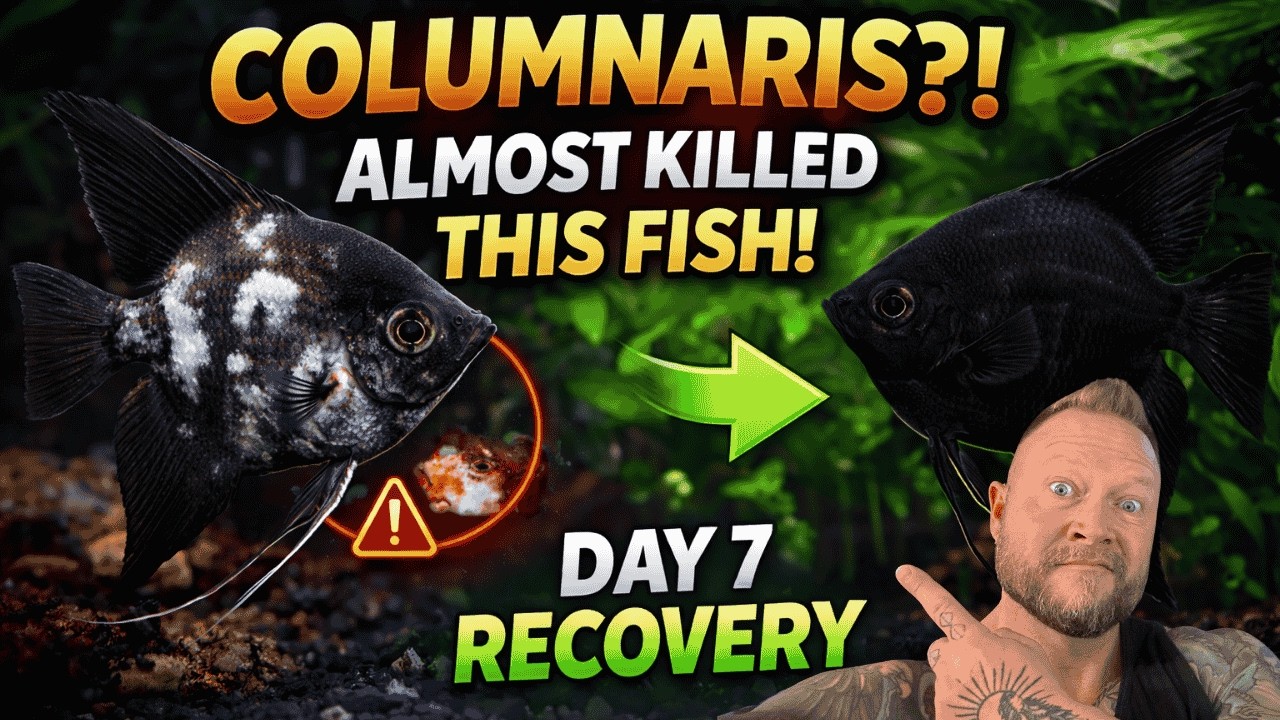 How I SAVED This Angelfish From Columnaris (Step-by-Step Treatment Guide)