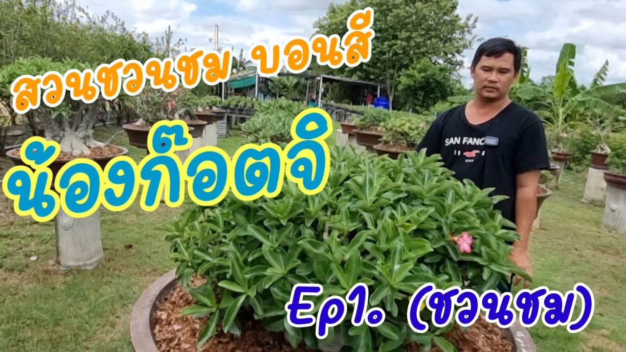 สวนชวนชม บอนสี น้องก๊อตจิ | วาวา ป่าสัก