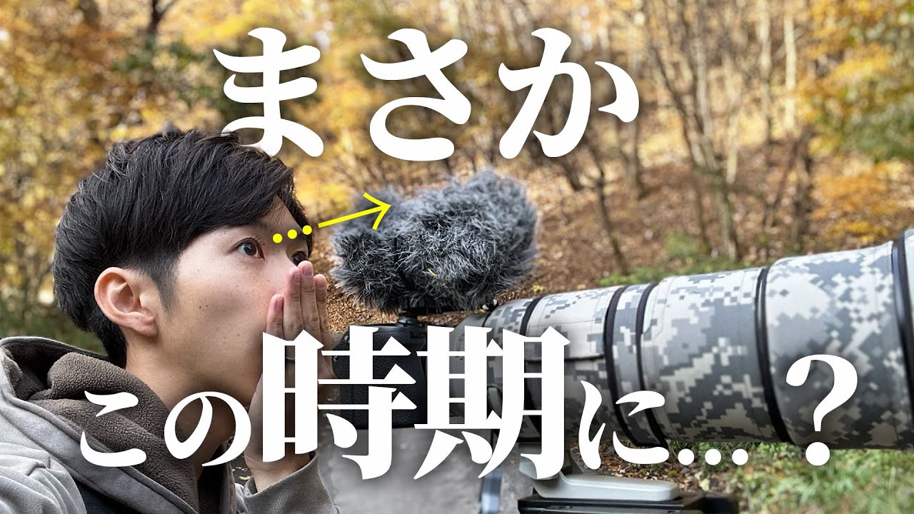 晩秋の林道に季節感の狂ったやつがいました《α6700野鳥撮影》