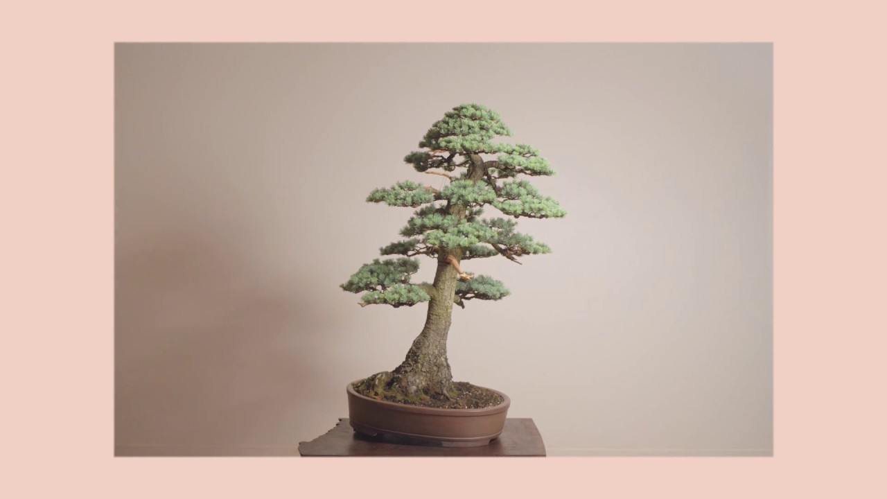 ATLAS CEDAR