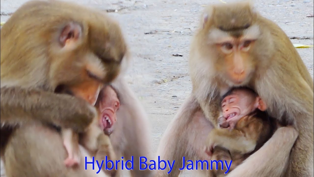 Terrible warning Hybrid Baby Jammy By Pigtail Mama Joanna / Happy So See Jammy Became Handsome Boy