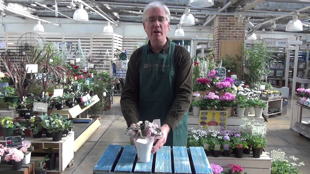 How to Grow and Care for Saintpaulia