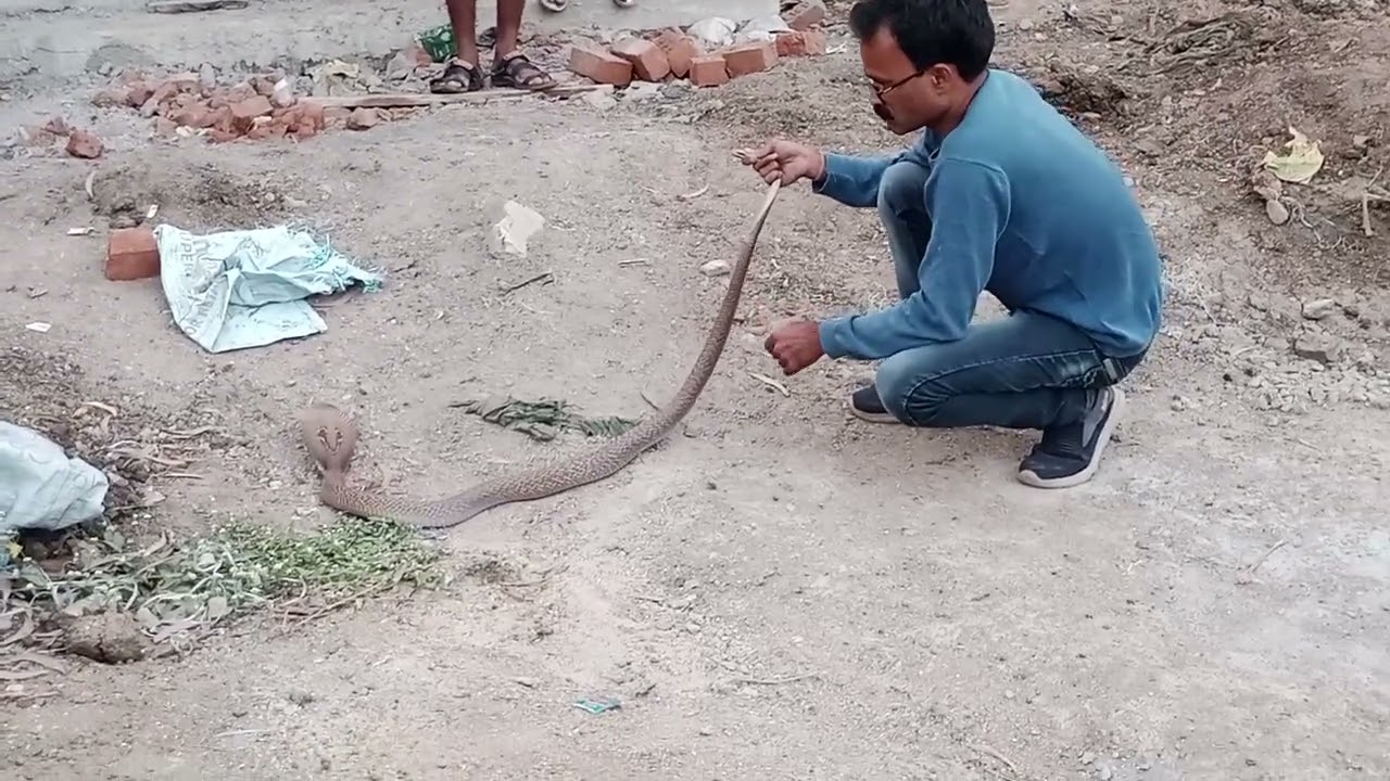 Nag rescue and release Vapi Kabristan Road sanjay pawar