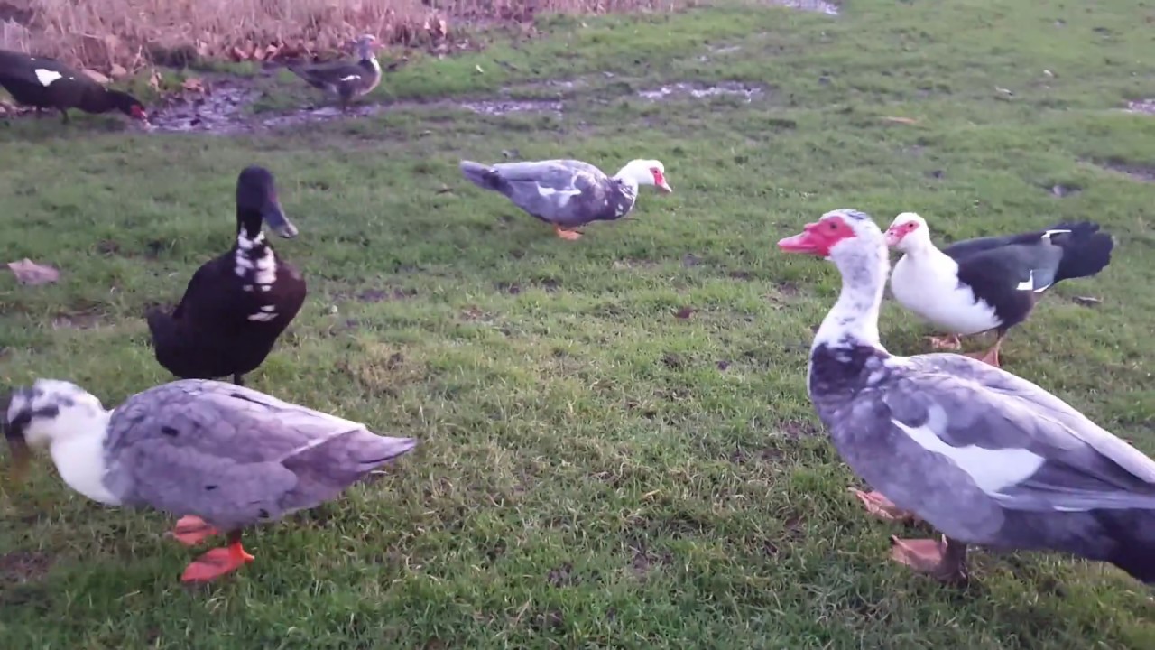 Flying muscovy ducks