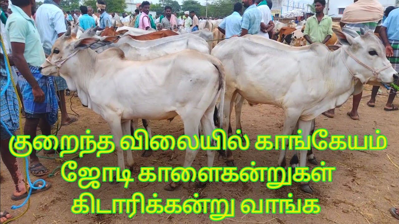 காங்கேயம் ஜோடி காளைகன்றுகள் கிடாரிகள் குறைந்த விலையில்|மணப்பாறை மாட்டுச்சந்தை #cow #bull #cattle