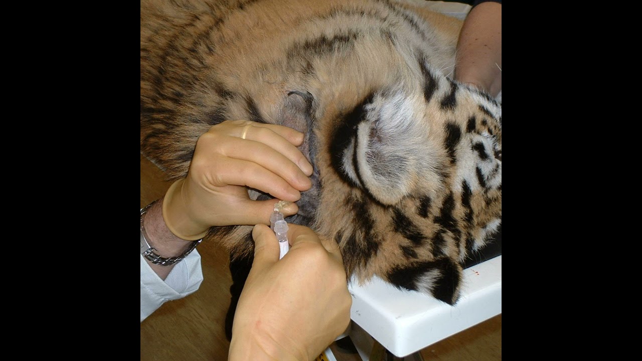 CSF Collection Complication in Dogs - Clinical and MRI Characteristics