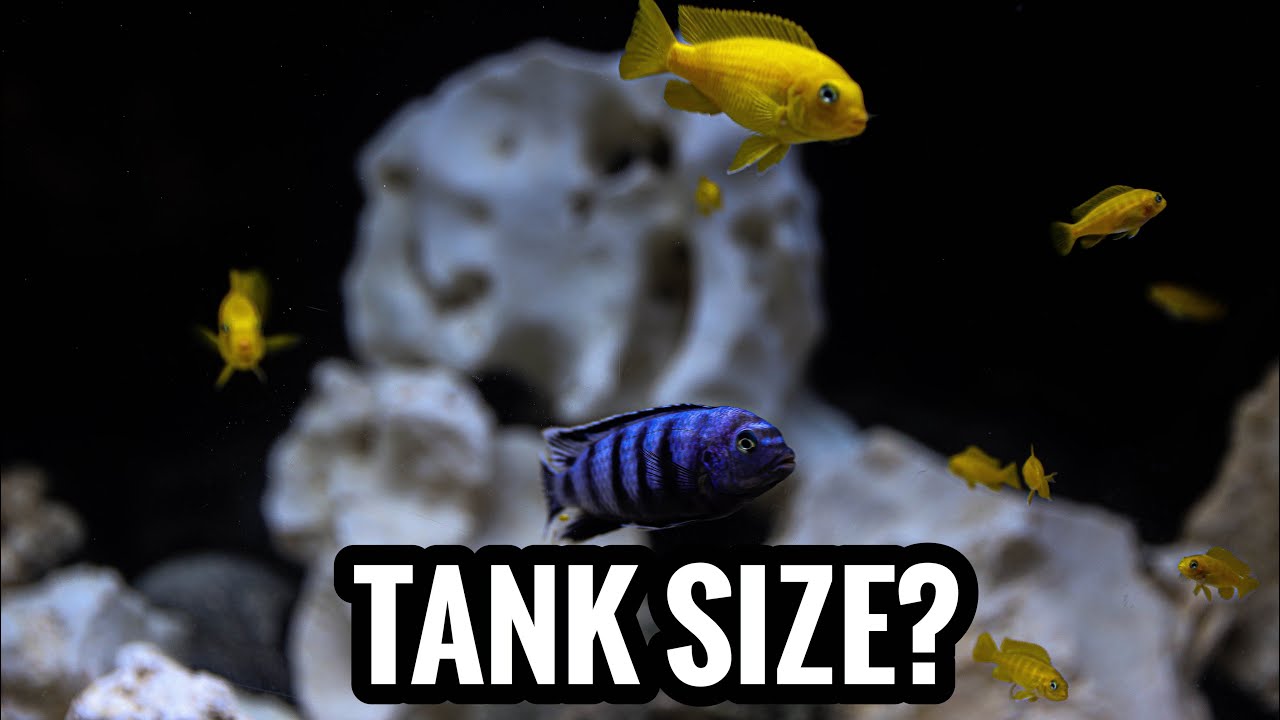 African Cichlids  in Medium Sized Tanks