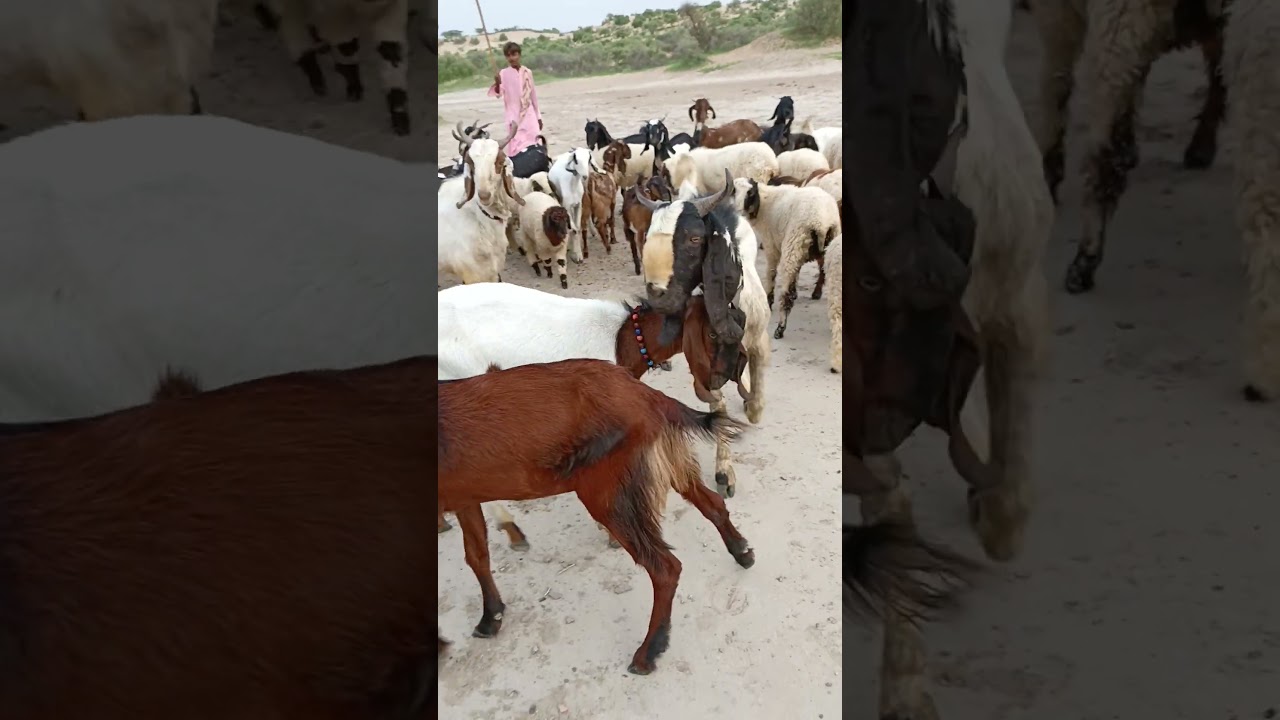 عنزة تتمتع بمجموعة من الماعز