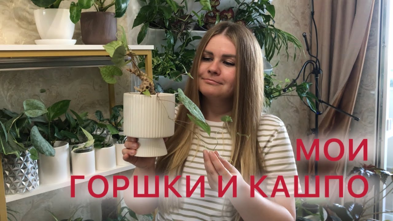 МОИ ГОРШКИ И КАШПО | Обзор #комнатныерастения 
