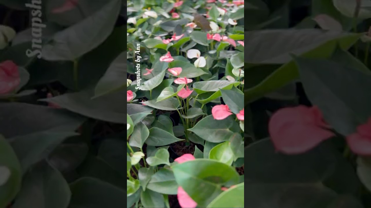 Miniature Anthurium Collection | Tiny Anthurium Varieties | 