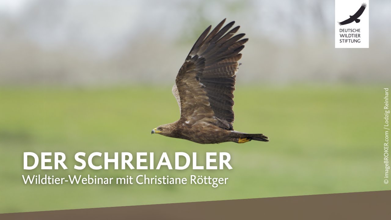 Wildtier-Webinar zum Schreiadler
