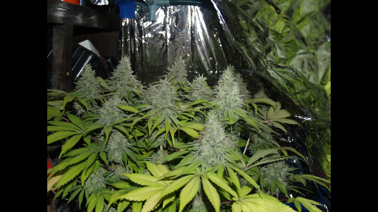 White Rhino timelapse from seed to harvest