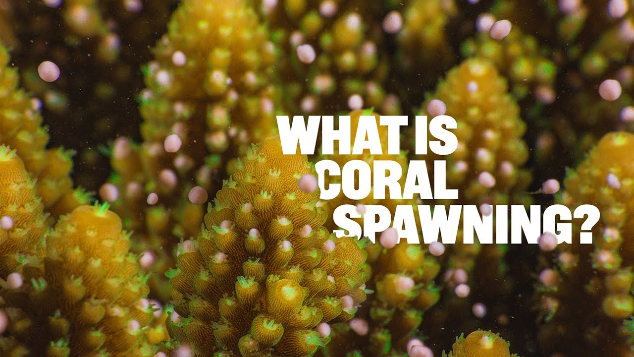 What is coral spawning?