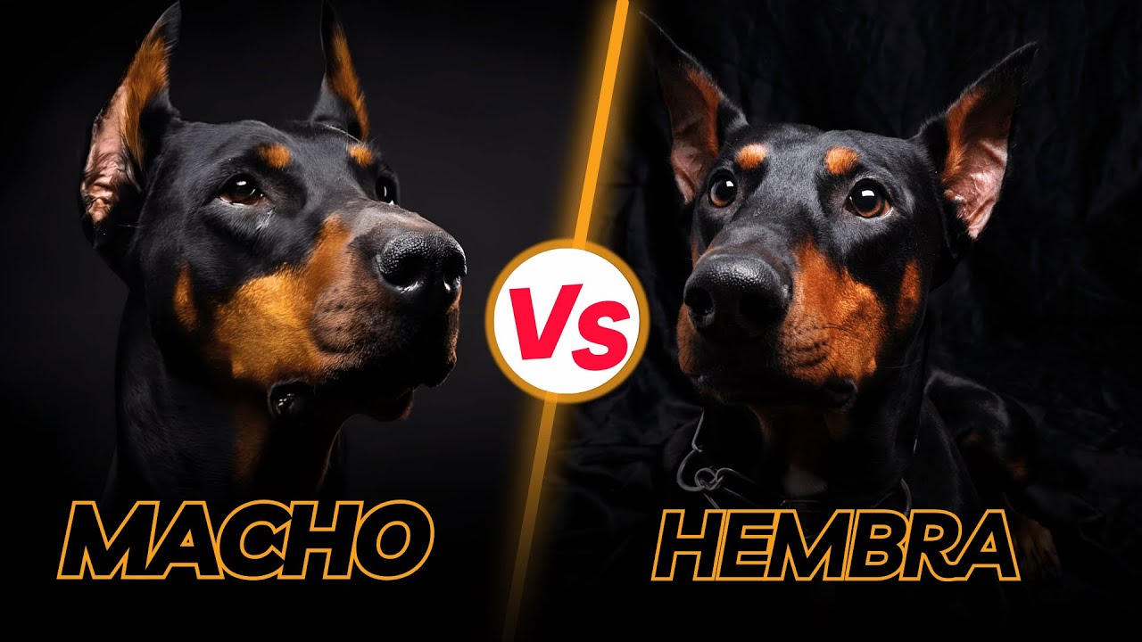 DÓBERMAN Macho o Hembra: ¿Cuál Es Mejor para Tu Estilo de Vida?