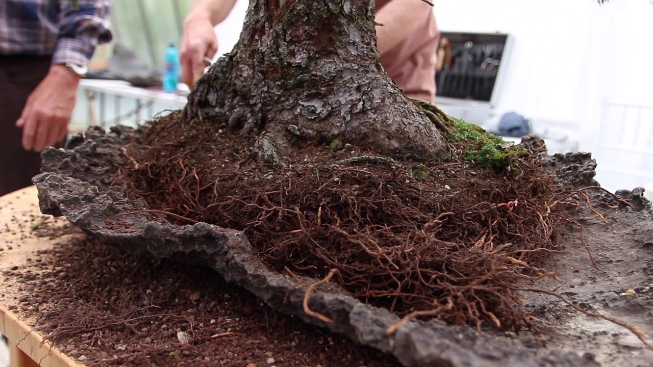 Repotting a Spruce Bonsai on a slab