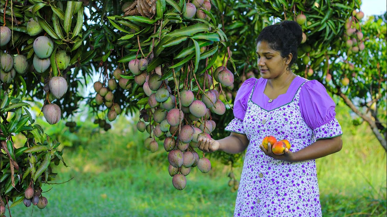 juicy violet mangoes🥭🥭A lot of fruits were picked and delicious food was prepared.