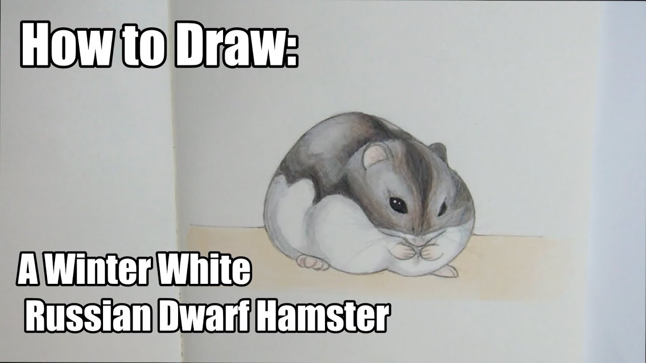 How to draw a Winter White Russian Dwarf HAMSTER | Drawing Tutorial