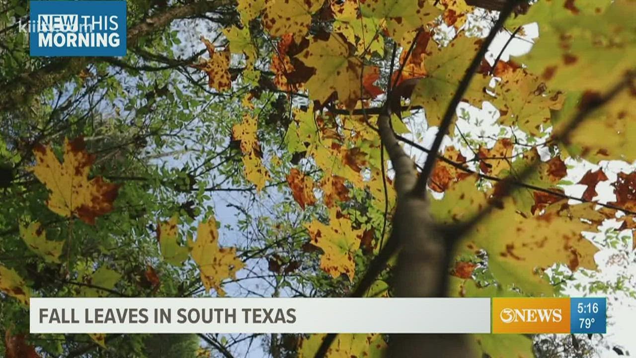Fall foliage in South Texas