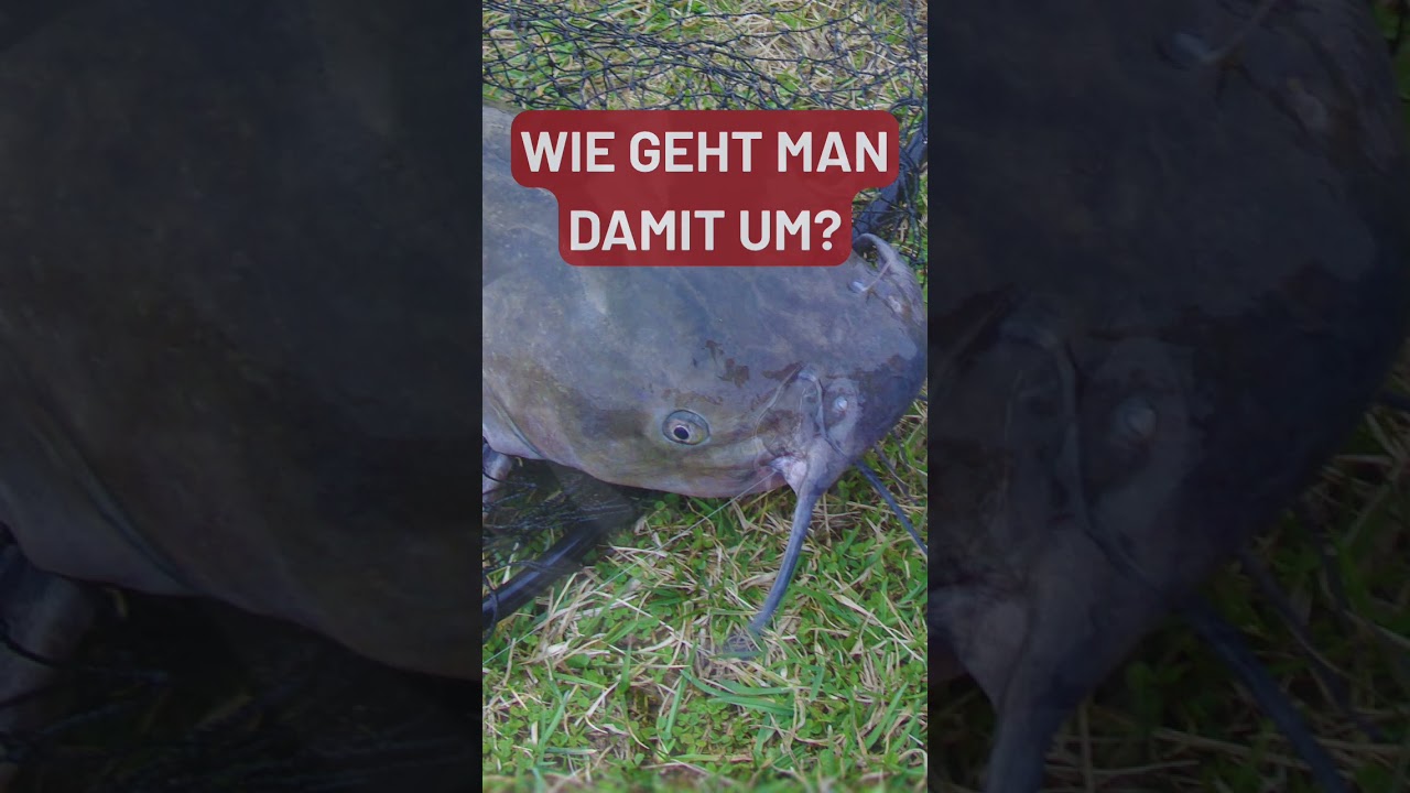 Themenkompass Der Riesenwels - zwischen Mythos, Medien und Realität