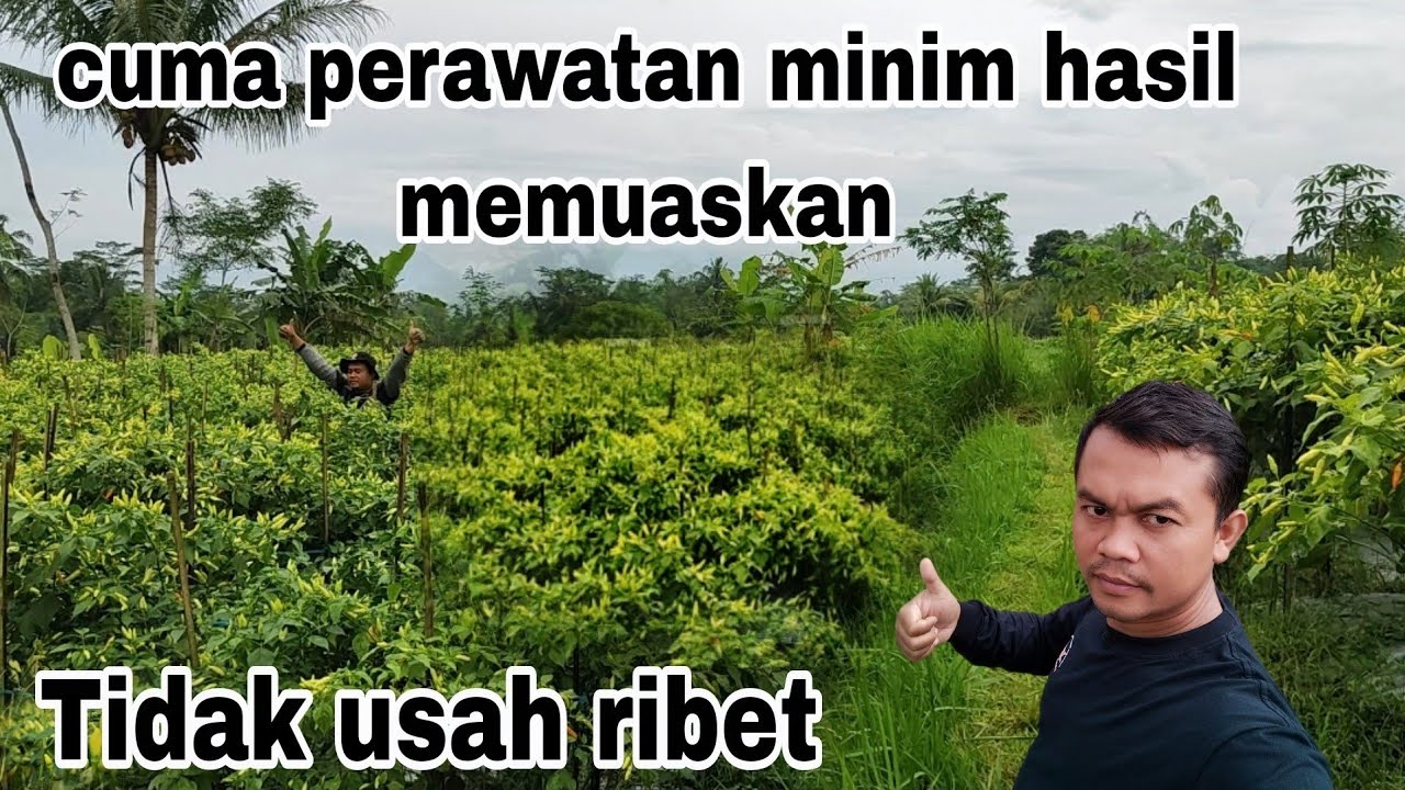 Tutorial perawatan cabai dari nutrisi sampai insektisida