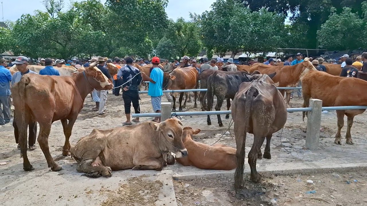 TERPANTAU SEPI‼️UPDATE HARGA SAPI TANEN || PASAR SAPI TERTEK PARE KEDIRI ||