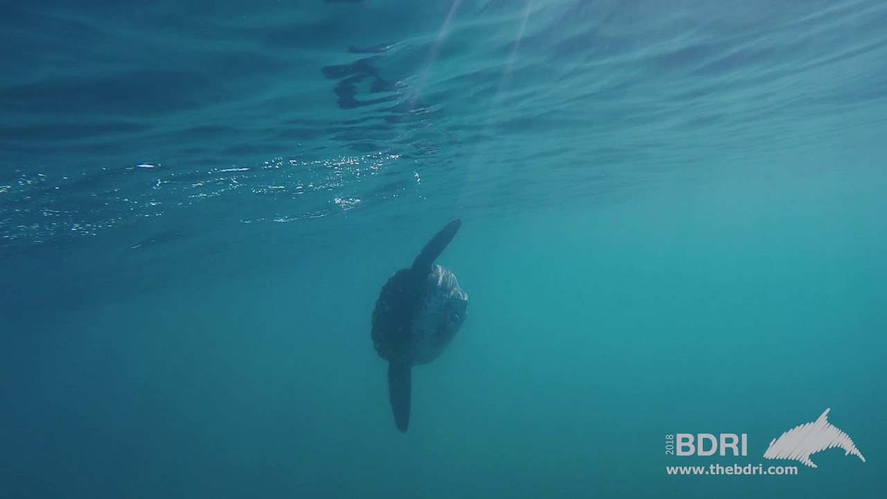 Discover the Mola mola present in Galician water