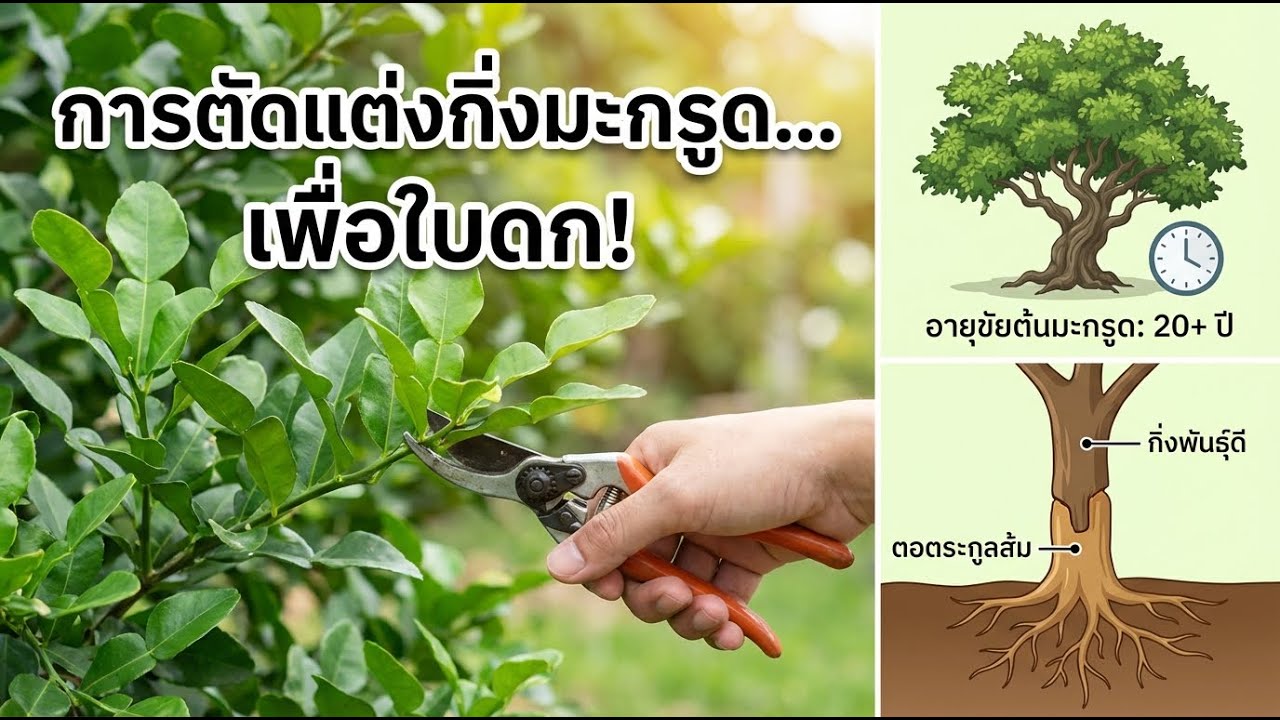 ตัดกิ่งมะกรูดให้ใบงาม เทคนิคง่ายได้ผลเร็ว