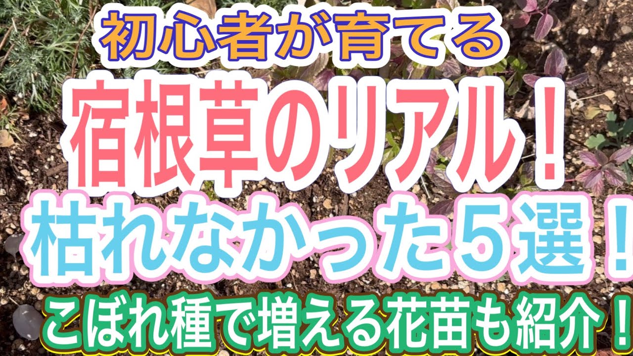 【ガーデニング】【宿根草】初心者が育てる宿根草のリアル‼️育てて知った丈夫な宿根草5選‼️失敗してもトライし続けます👍こぼれ種で増える花苗も紹介します【冬の庭】