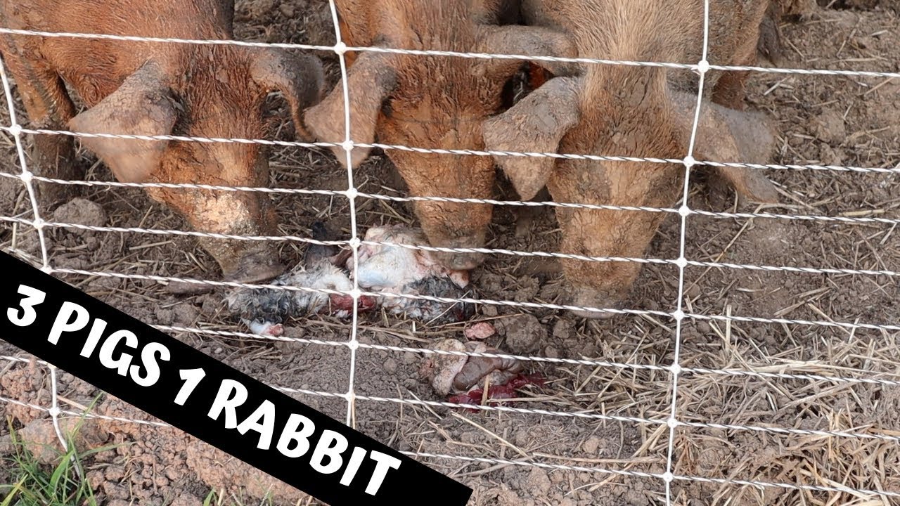 Life On A Farm - The Scary Truth About What Pigs Will Really Eat!
