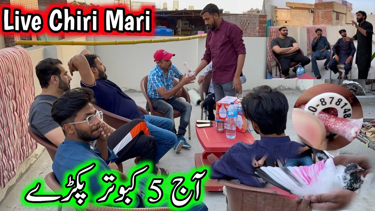 Live Chiri Mari 5 Kabootar Pakray 😅