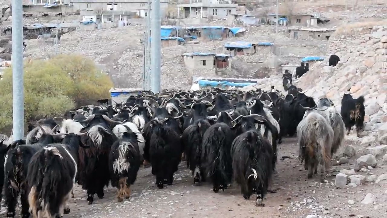 Kurdistan Nature, Kuna Flusa Village.