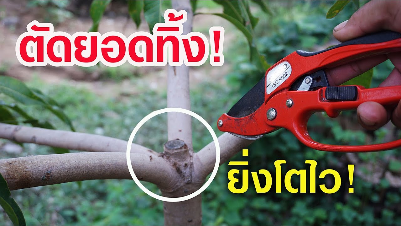 เชื่อหรือไม่! แค่ตัดยอดทิ้ง! แต่งกิ่งบ้าง ก็ทำให้ไม้ผลโตไว แถมยังติดดอกออกผลเร็วกว่าไม่ทำอะไรเลย
