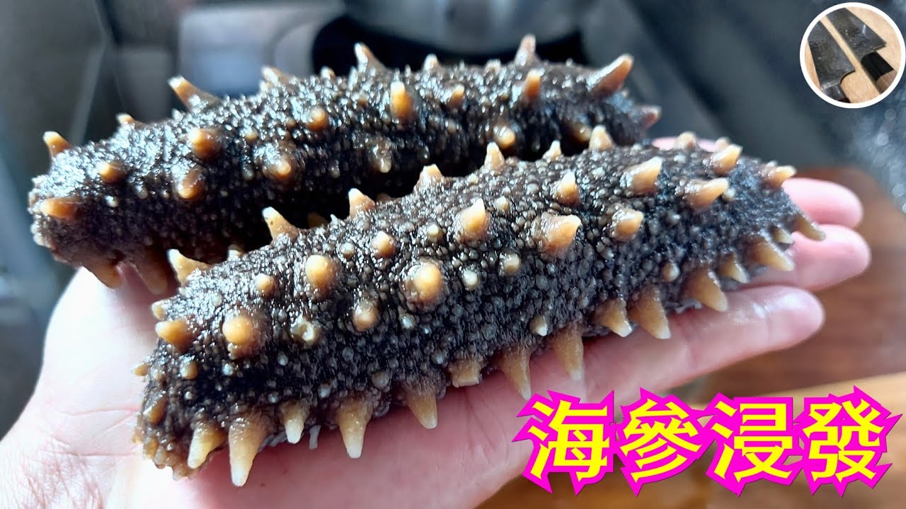 【海參浸發】6天拍攝浸發過程變化丨爽彈控制丨浸發不壞水丨刺參點樣揀丨一次過話你知丨賀年菜丨How to prepare sea cucumber