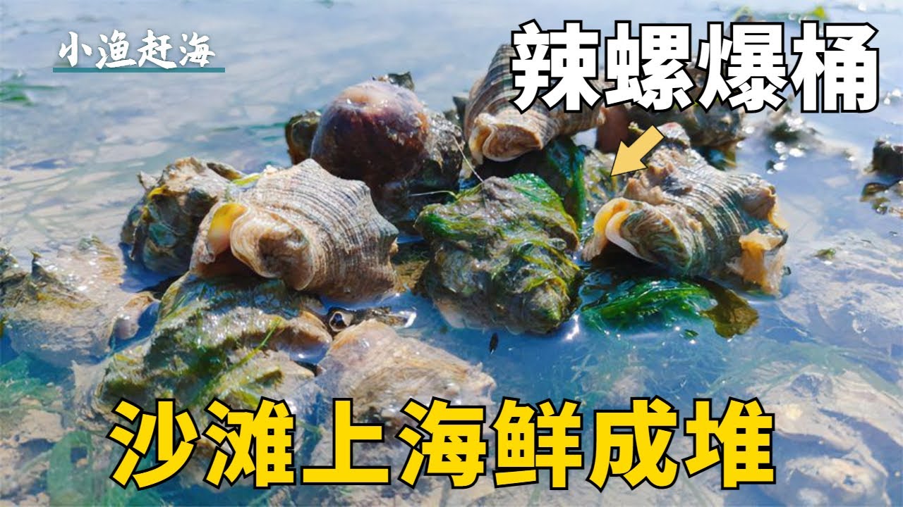 清晨大干潮趕海，沙灘上的海螺全都暴露出來了，辣螺成群直接抓到爽！ 【小漁趕海v】