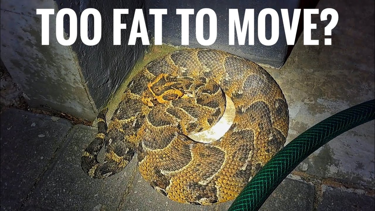 This BIG Puff Adder was waiting to be caught...