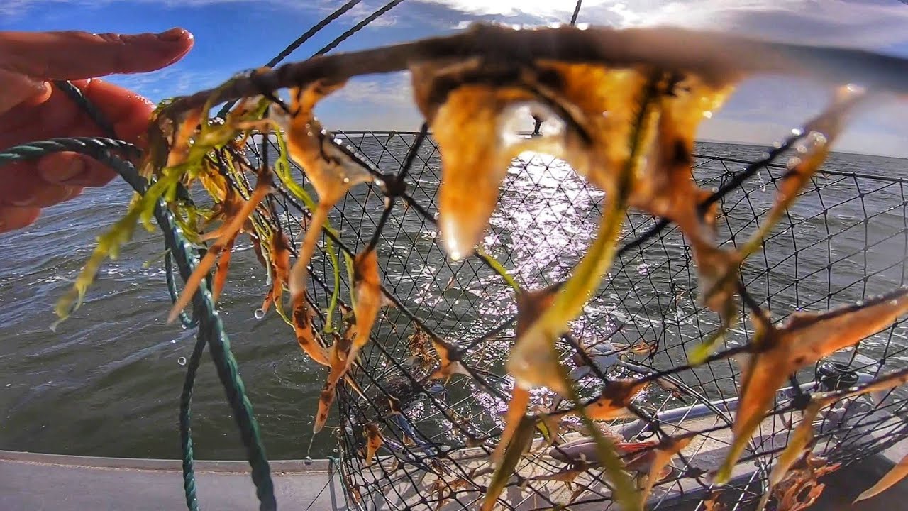 This CRAB NET WAS STAKED! EPIC Solo Crab Fishing Catch n Cook