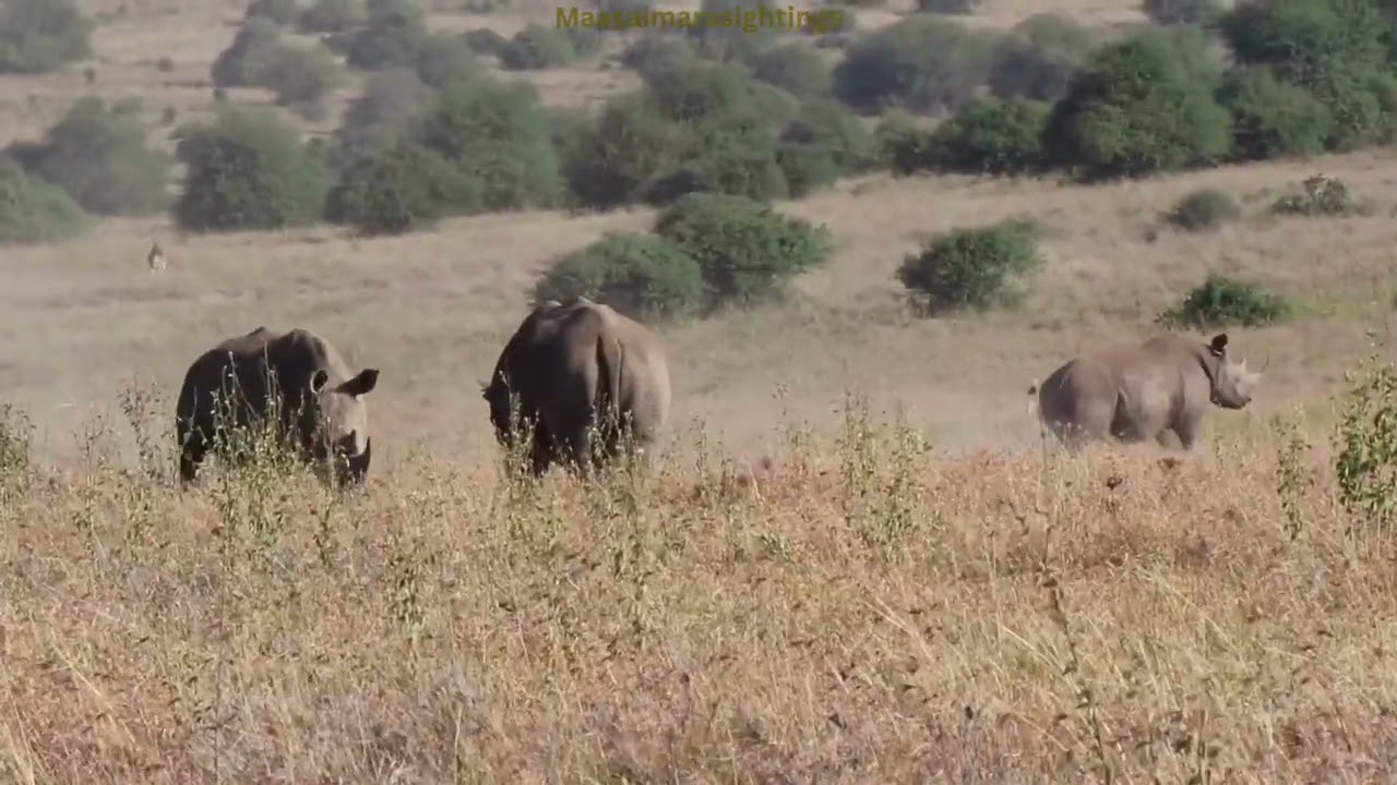 Black Rhino Takes On White Rhinos #kenya #wildlife #masaimaranationalpark #safari #animals #kenya