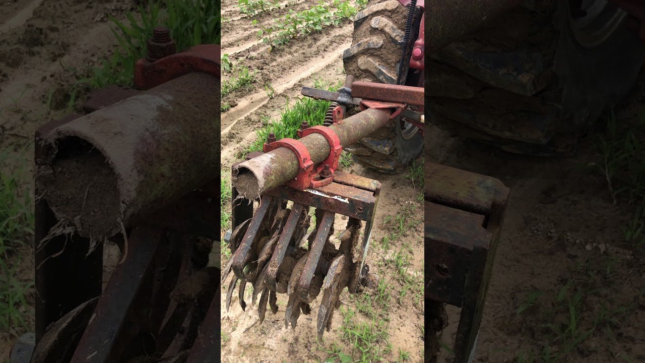 Garden cultivation with the farmall 140 and home built cultivator