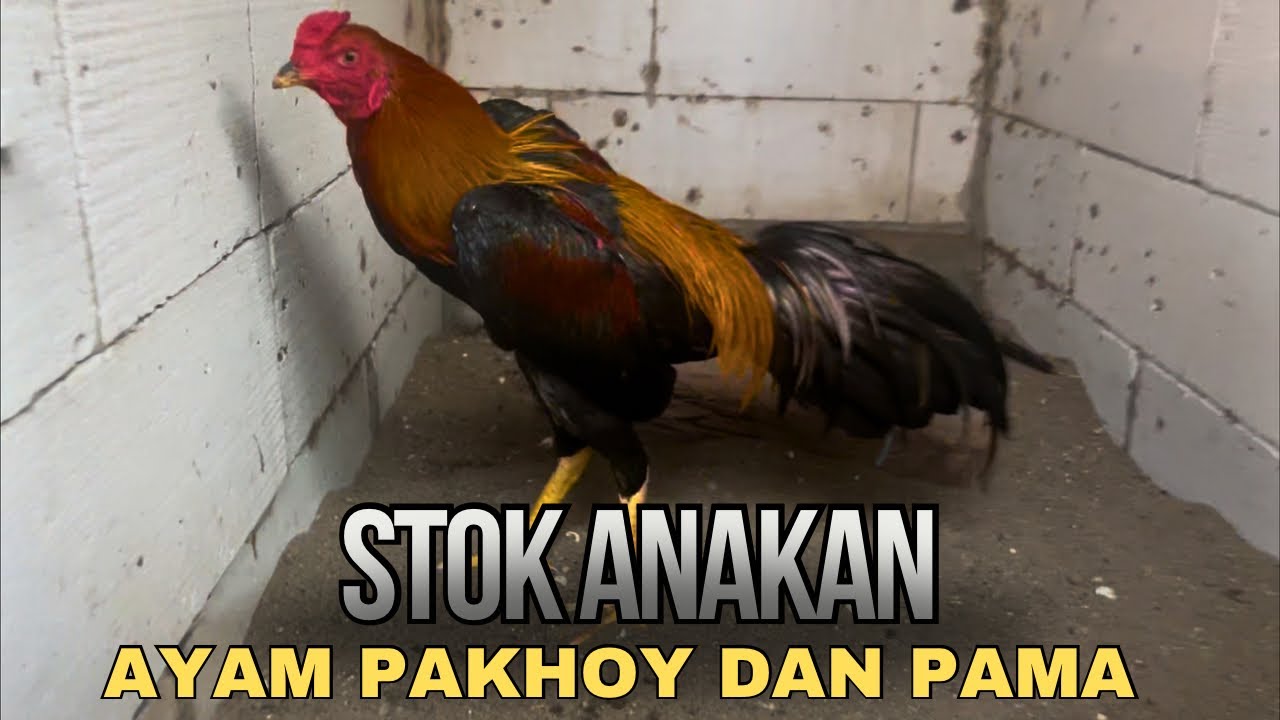 UPDATE STOK TERBARU ANAKAN PAKHOY DAN PAMA