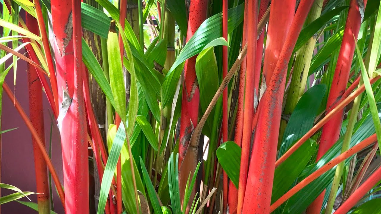 Lipstick Palm Tree | Red Palm Plant (Cyrtostachys renda)
