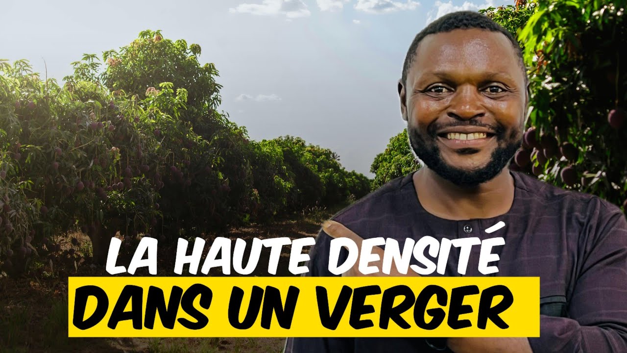 Ce qu'il faut retenir de la haute densité dans un verger 