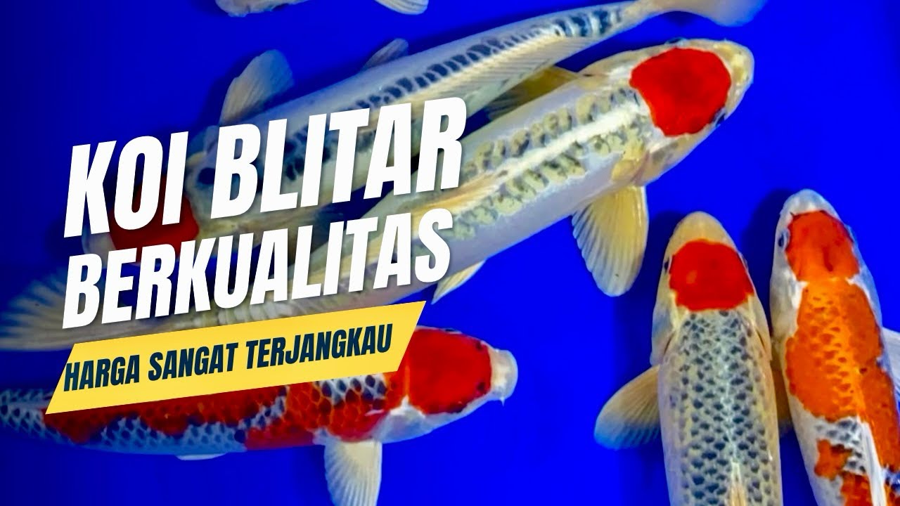 READY 60 PAKET MULAI BIBITAN SAMPAI JUMBOAN #koiblitar 