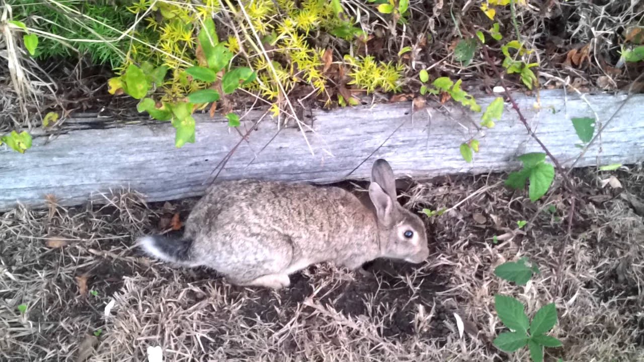 Wild rabbit finds a burrow
