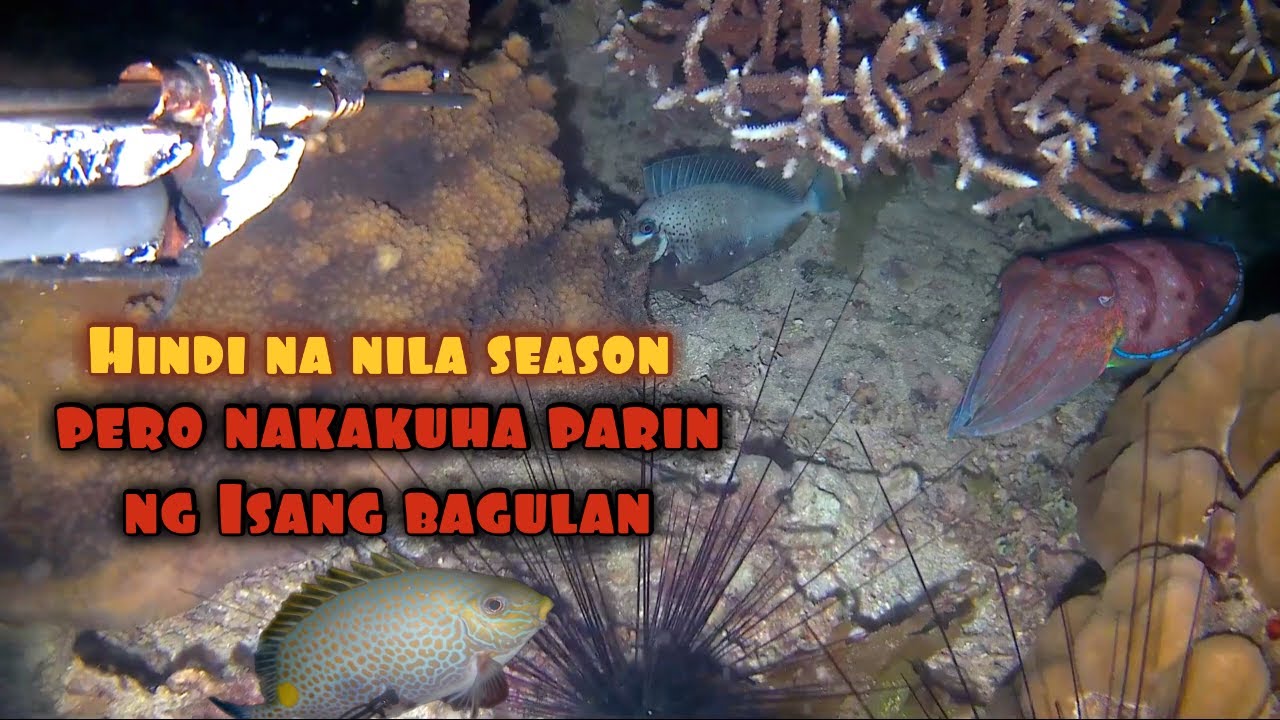 Biyaya na parang bato at Minsan para ring damo.! / Night spearfishing adventure.