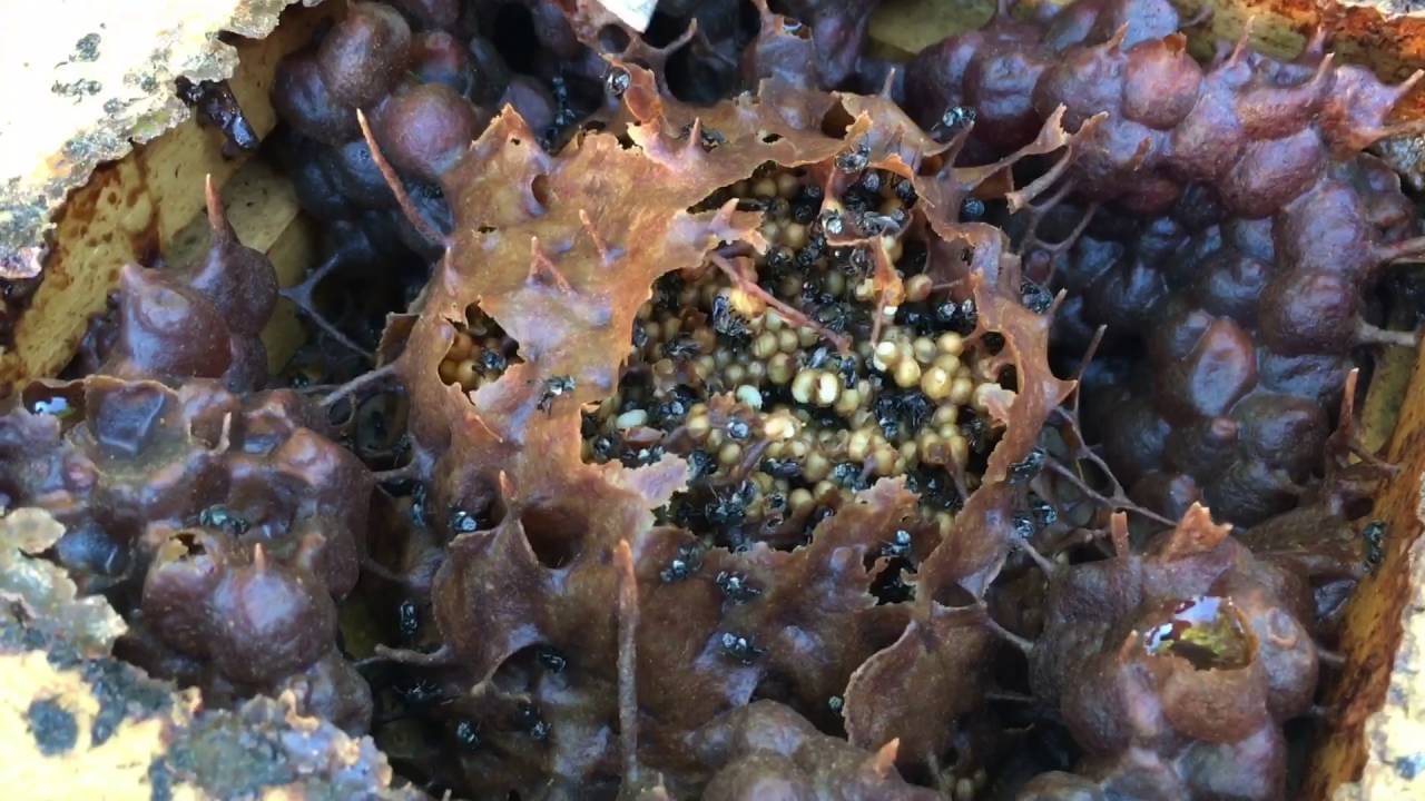 Types of stingless bees 🐝