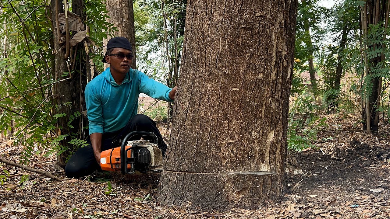 Fastest skill cutting down trees with strongest chainsaw ‼️