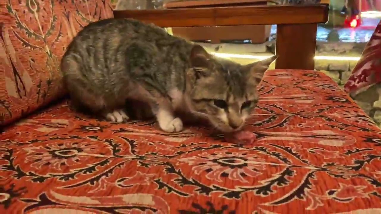 Incredibly beautiful cats living on the street. I gave them food.