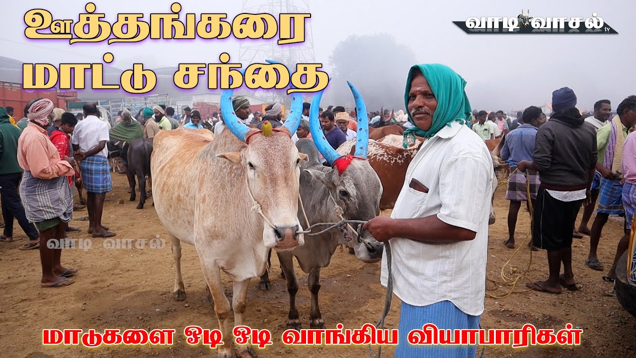 ஊத்தங்கரை மாட்டு சந்தையில் மாடுகளை ஓடி ஓடி வாங்கிய வியாபாரிகள் 19-01-2024  | Uthankarai Cow Market