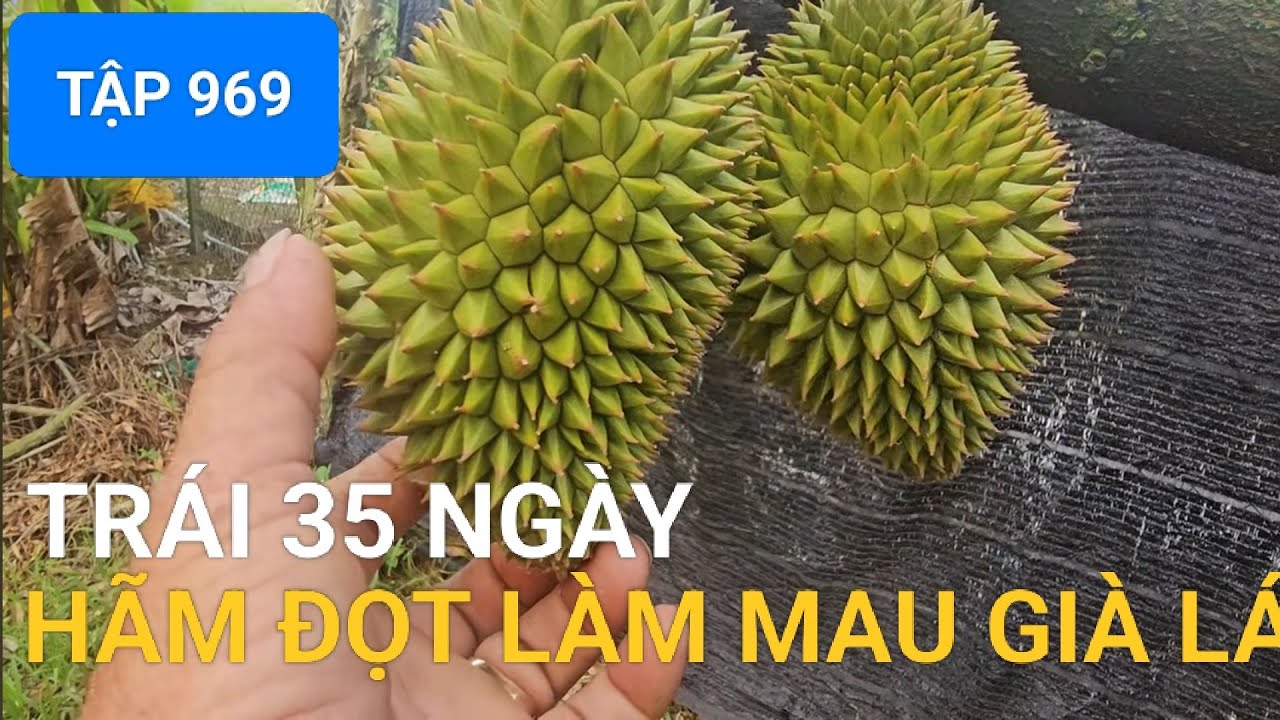 TẬP 968 TRÁI 35 NGÀY TUỔI HÃM ĐỌT LÀM MAU GIÀ LÁ 