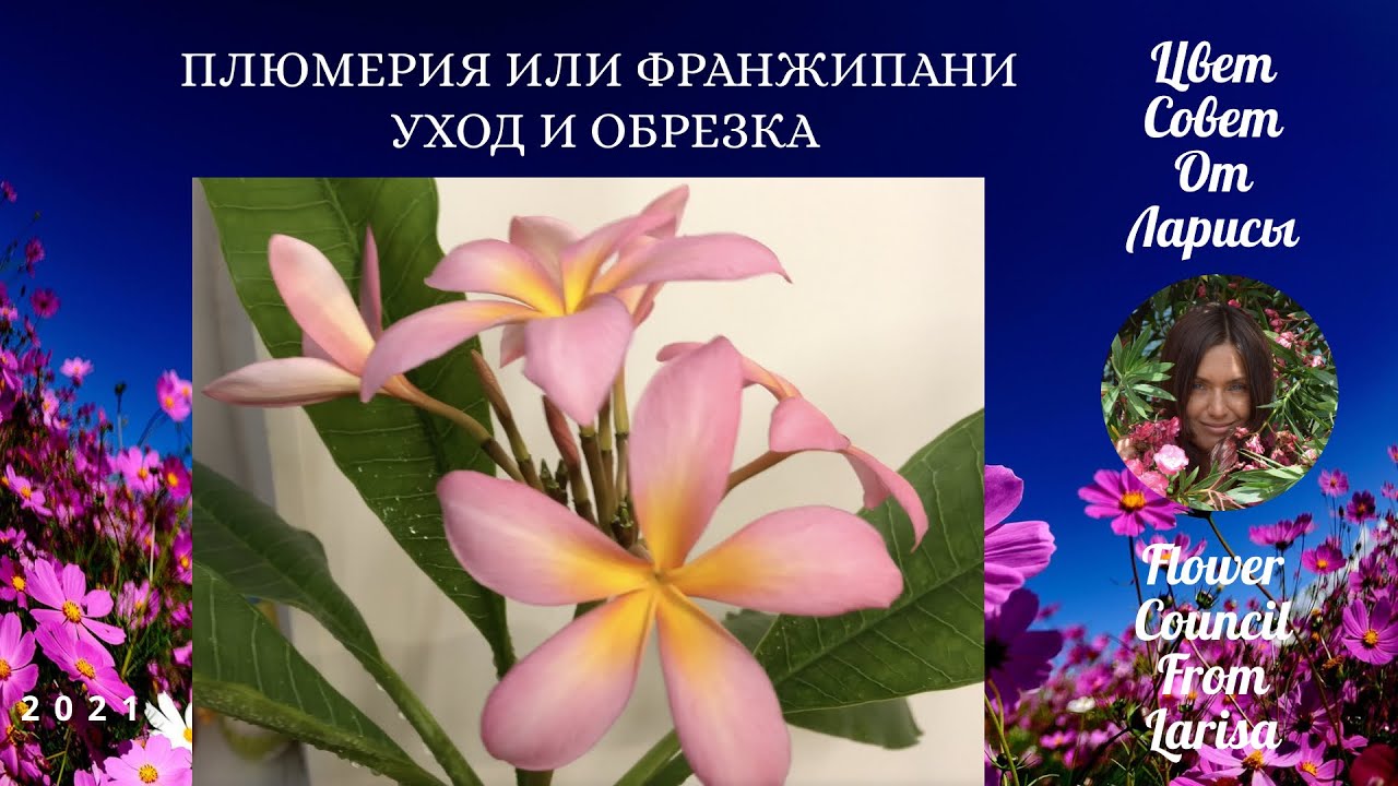 ПЛЮМЕРИЯ ИЛИ ФРАНЖИПАНИ УХОД И ОБРЕЗКА
